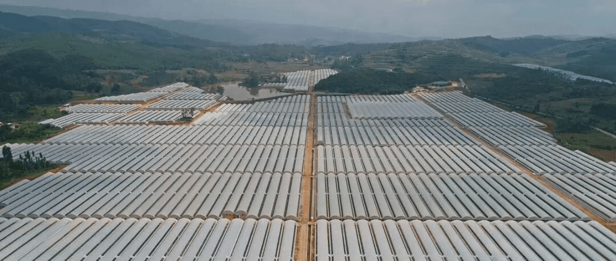 真正把蓝莓价格打下来的,是它