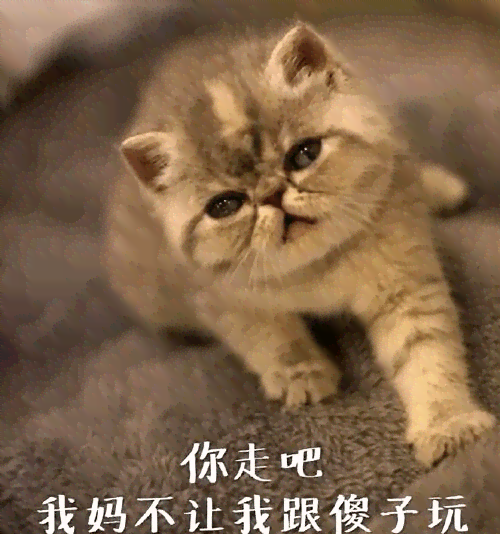 ai自动生成猫表情包软件：免费及制作推荐