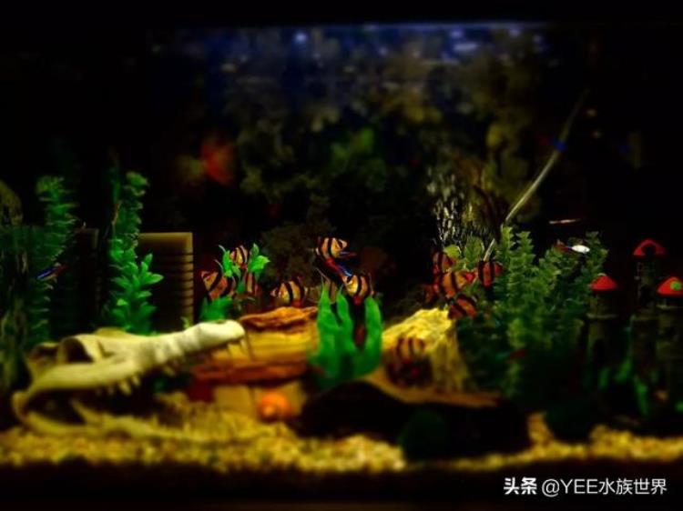 打造创意水族背景，为鱼缸造景增添自然风情