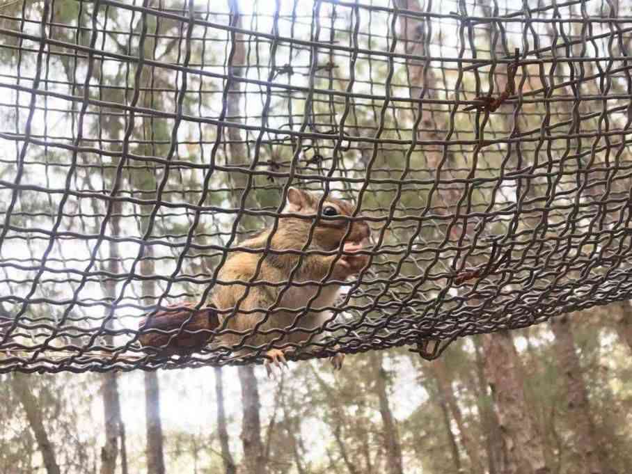 泉州松鼠之约：哪里聚会？探秘松鼠山的秘密乐园