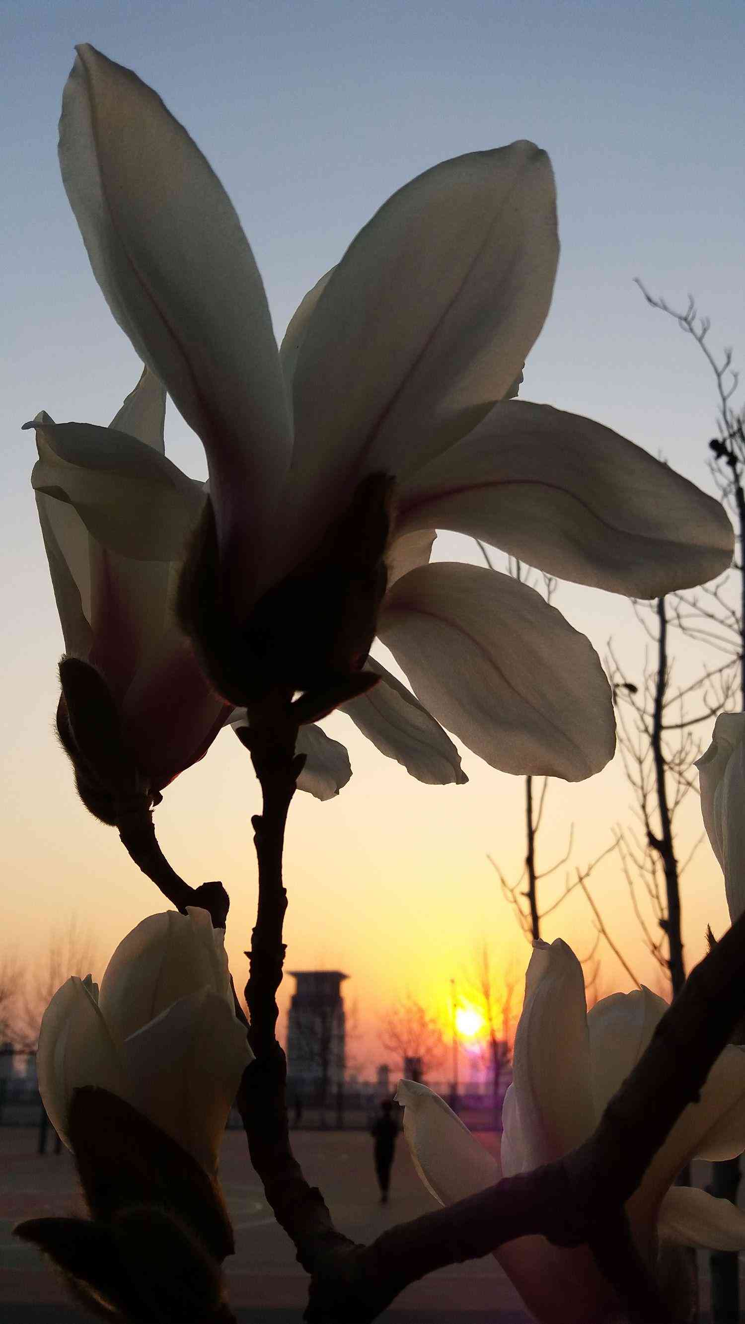 海滩落日剪影：夕阳摄影素材与海边日落图片精选