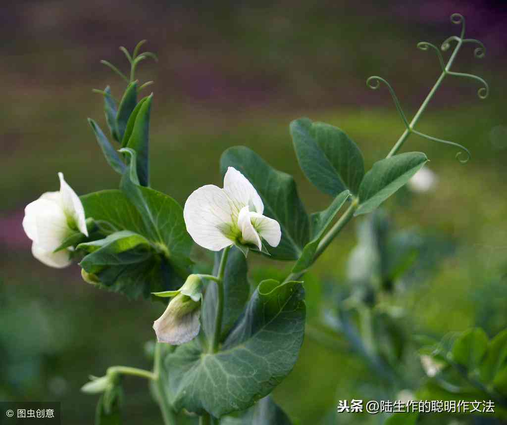 免费智能写作软件推荐：豌豆荚精选哪些好用的作文工具与比较