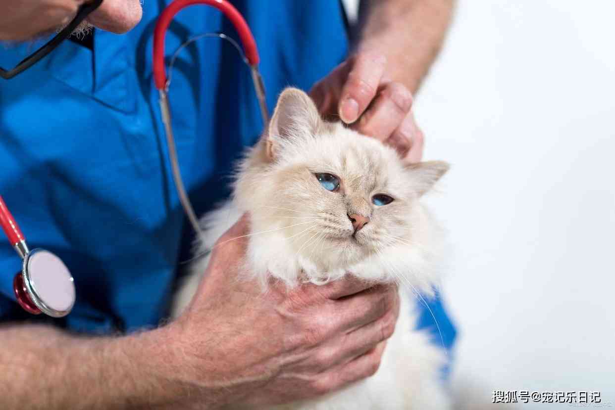 猫咪ai生成宝宝生病了：处理方法、可能后果及生育风险