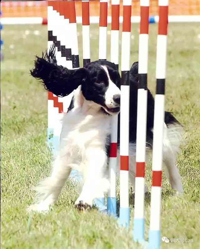 狗狗舞蹈大     ：探索不同犬种跳舞技巧与训练方法