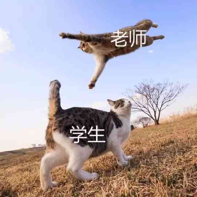 猫咪日常生活记录大全：AI智能捕捉猫咪趣味瞬间与行为解析