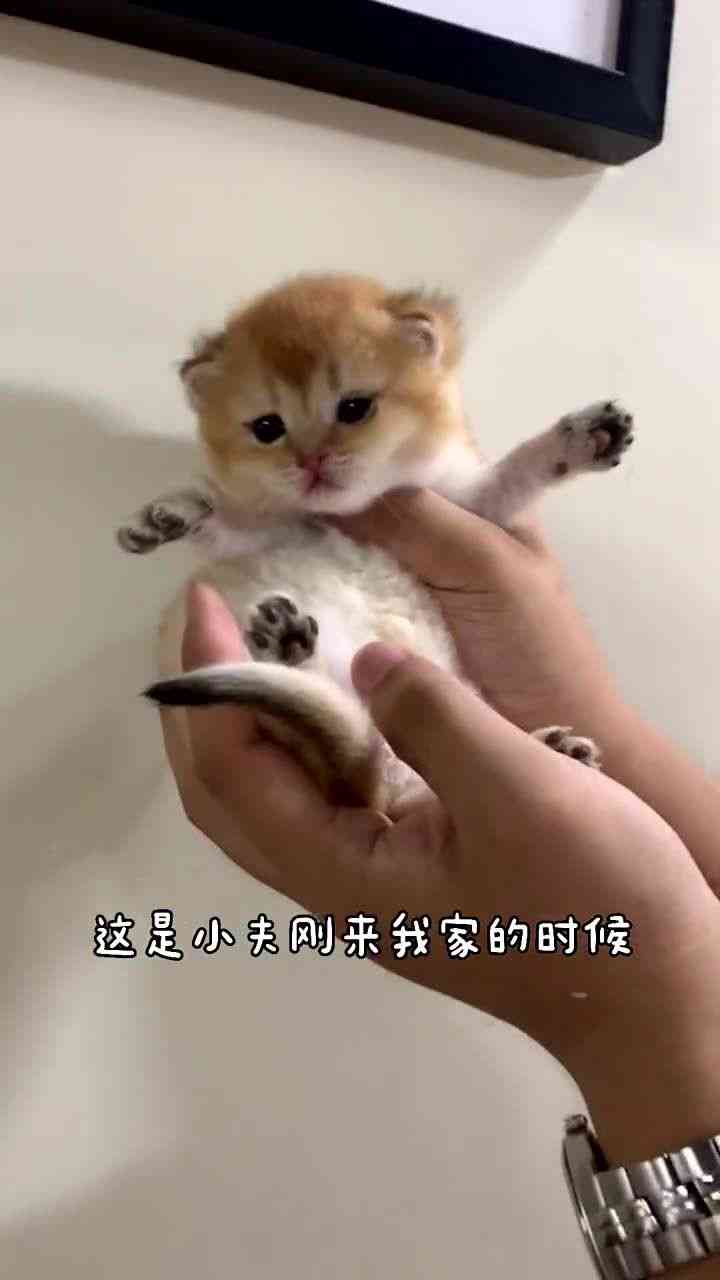 记录猫咪生活的：猫咪日常记录与全球分享助手安