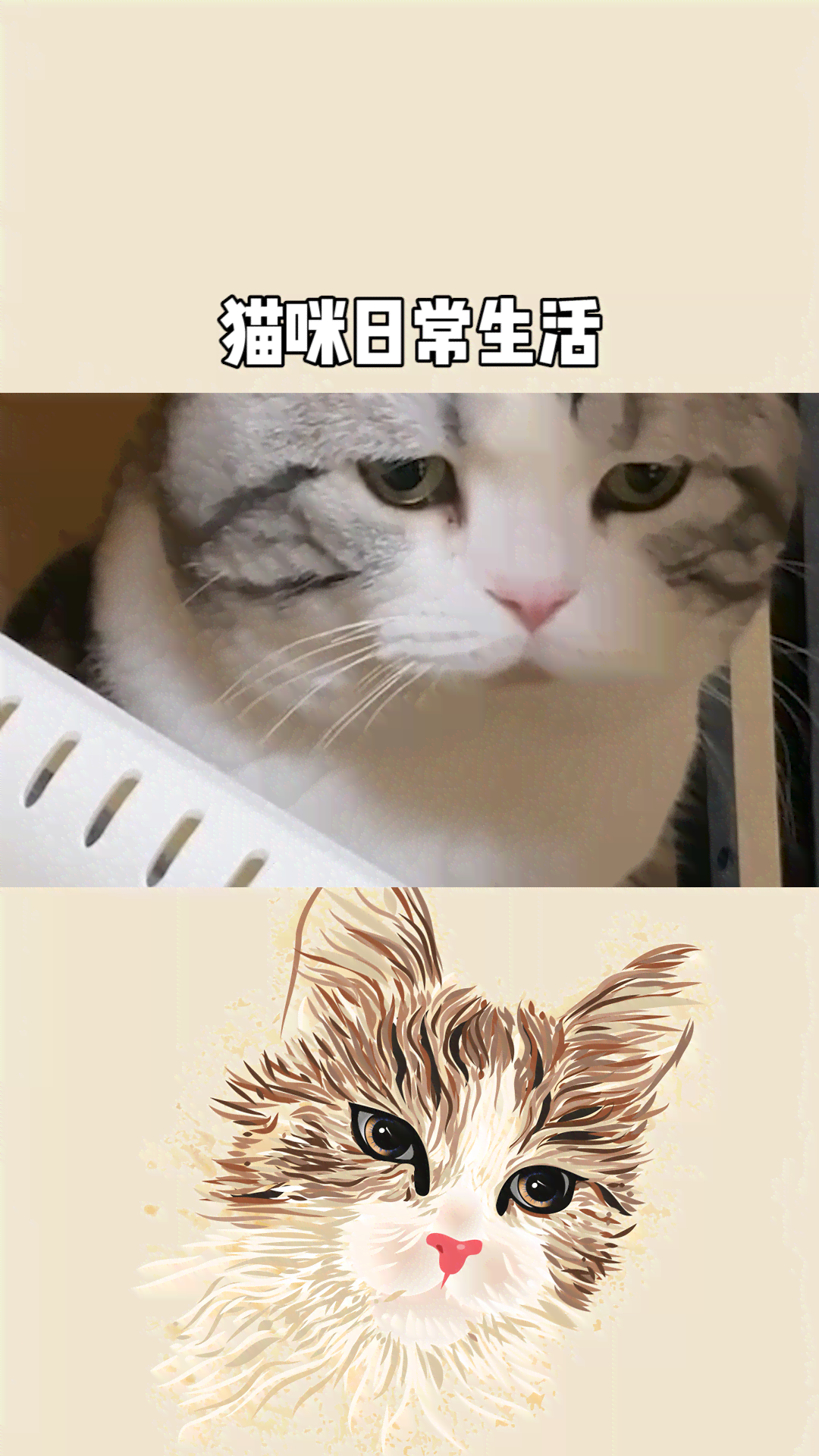 记录猫咪生活的：猫咪日常记录与全球分享助手安