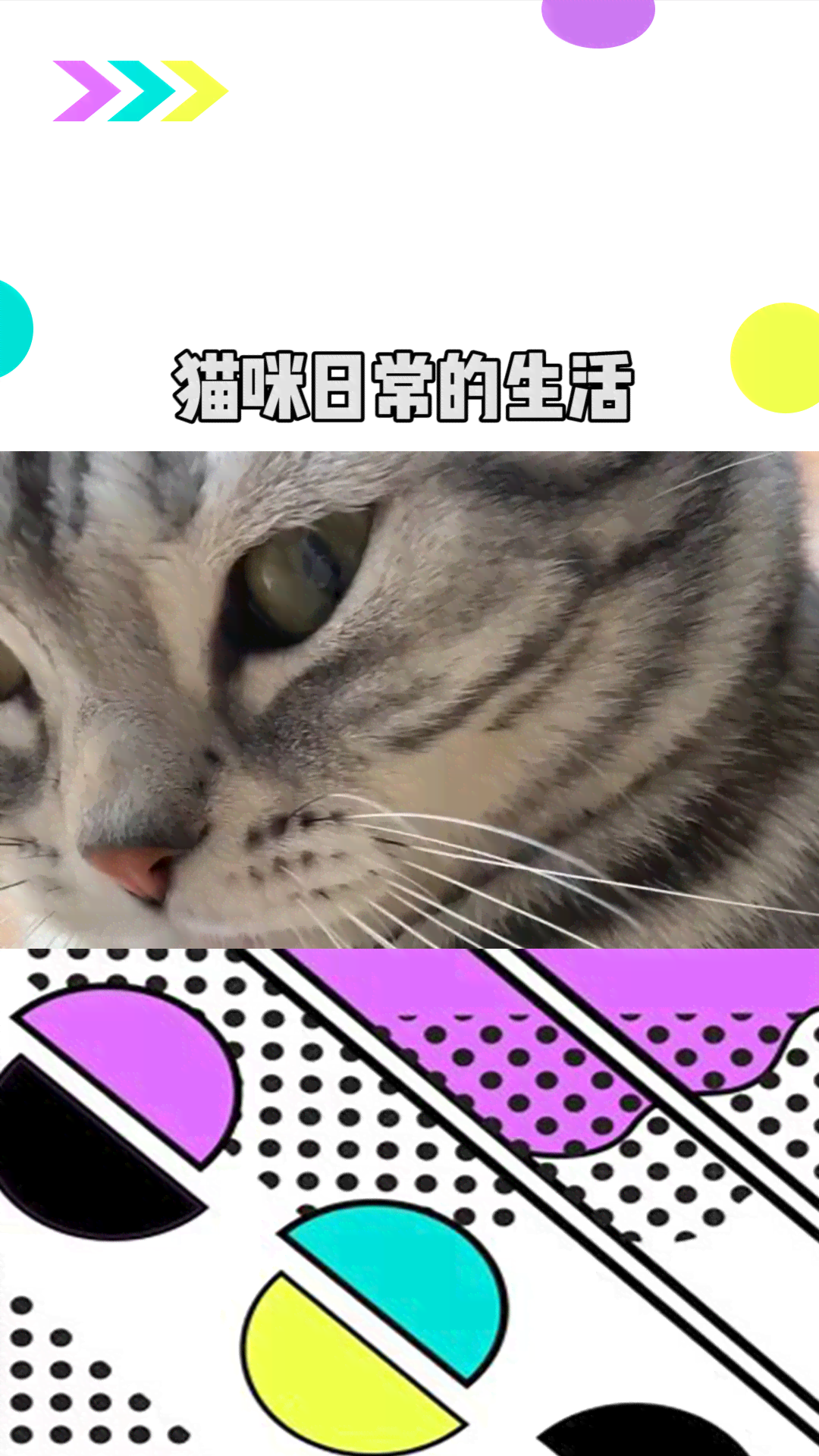 记录猫咪生活的：猫咪日常记录与全球分享助手安