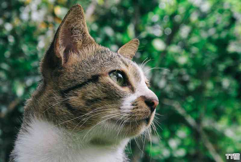 猫咪生活日记：捕捉馨瞬间，记录你我共同成长