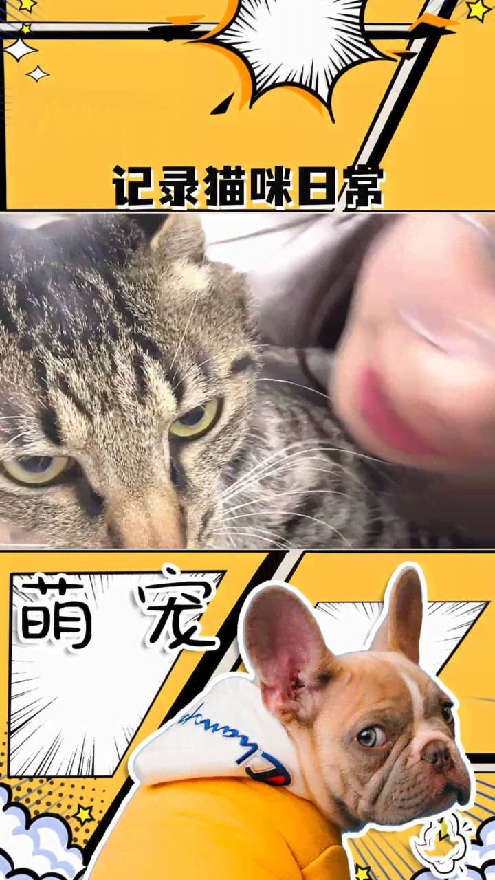 记录猫咪日常ai生成