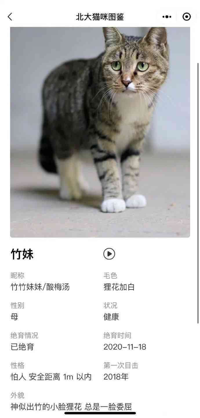 猫生成器：电视猫文案、猫娘形象、猫名字一键生成