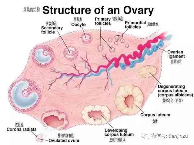 女性多巴胺分泌意味着什么？女生健好处探究——多巴胺对女人的积极影响