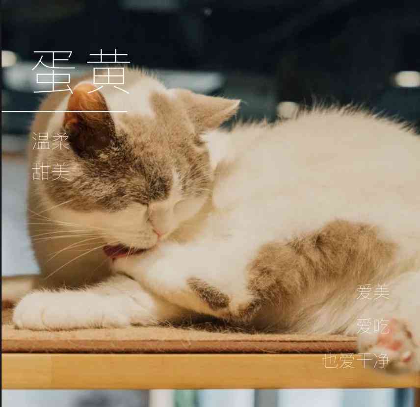 关于小猫：它们的生活文案，仿佛治愈系的可爱猫咪故事