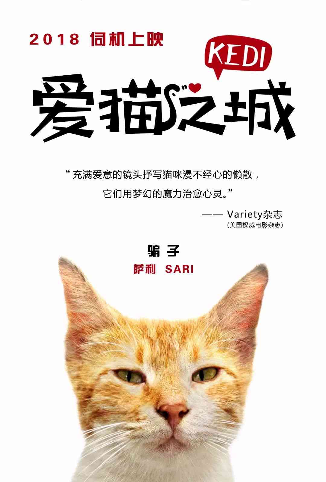 全面解读爱猫者的必备知识：猫咪养护、情感交流与趣味生活指南