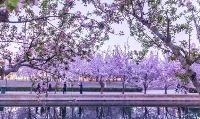 海棠花之美：探索种植、养护、花语与摄影全方位指南