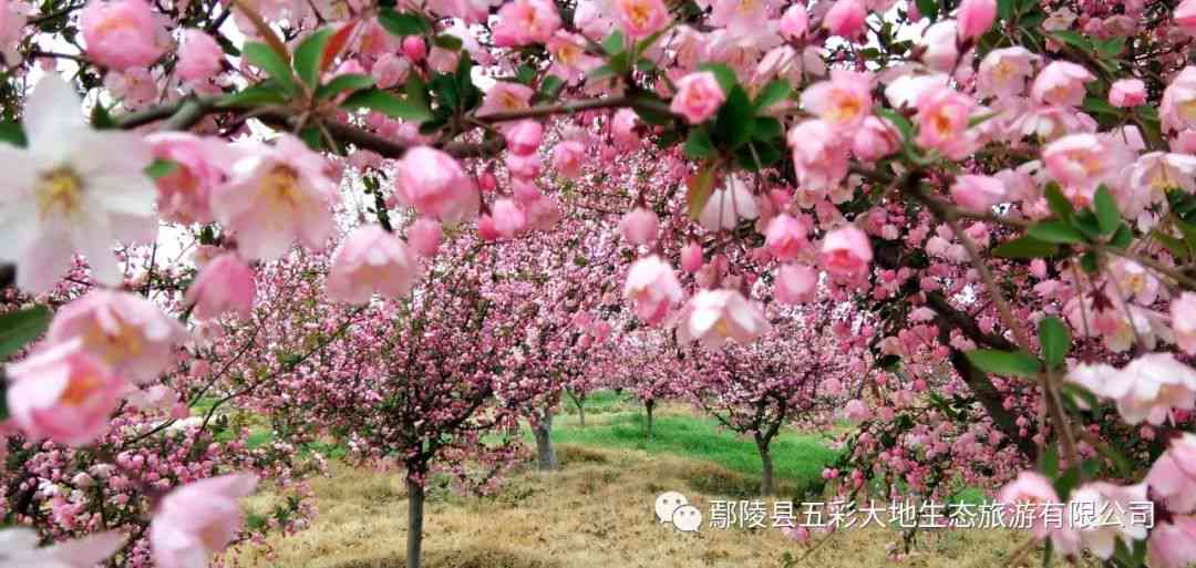 帮我润色下面这句话：海棠花犹如美丽文字，让人阅读下面的海棠花，更添魅力