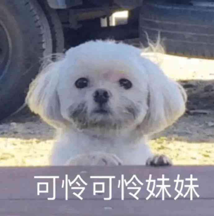 秀狗狗文案：朋友圈精选句子与狗狗短句分享