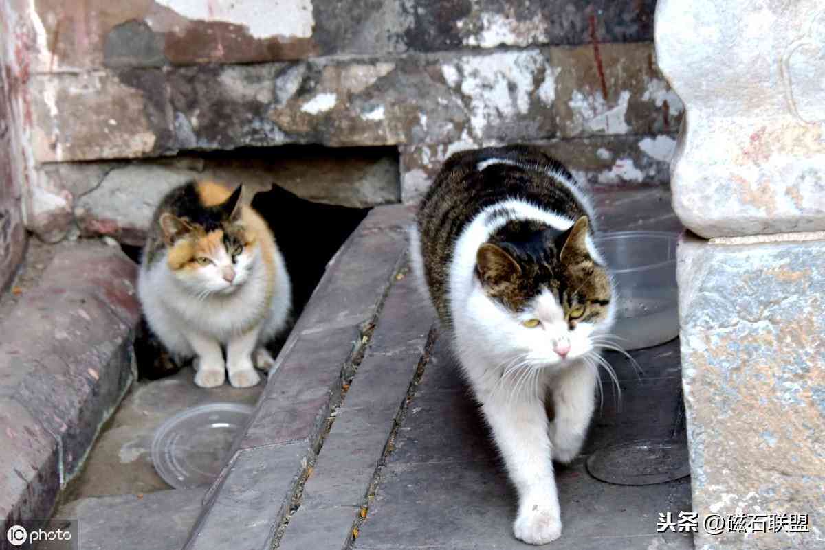 猫的传奇：狸猫与花猫的故事集锦