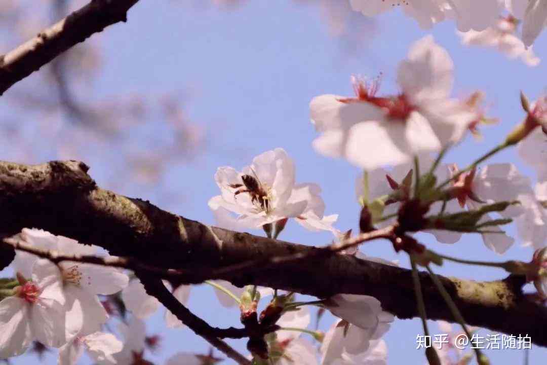 樱花之美：唯美文案短句，干净朋友共鉴