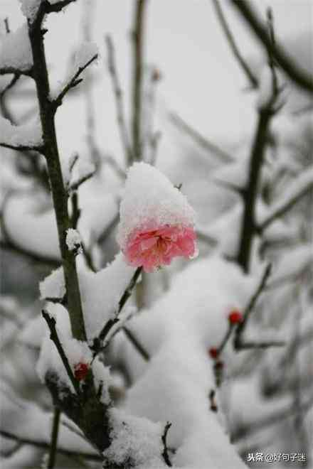 雪景软文：唯美文案短句，干净治愈，一句简短雪景文案