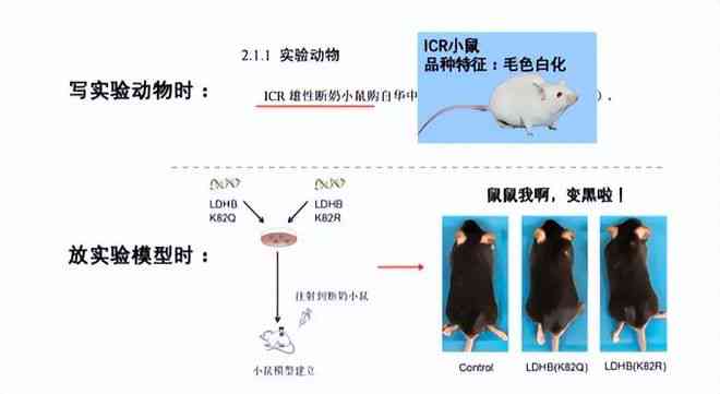 nn动物模型实验设计：综合方案与报告撰写原则