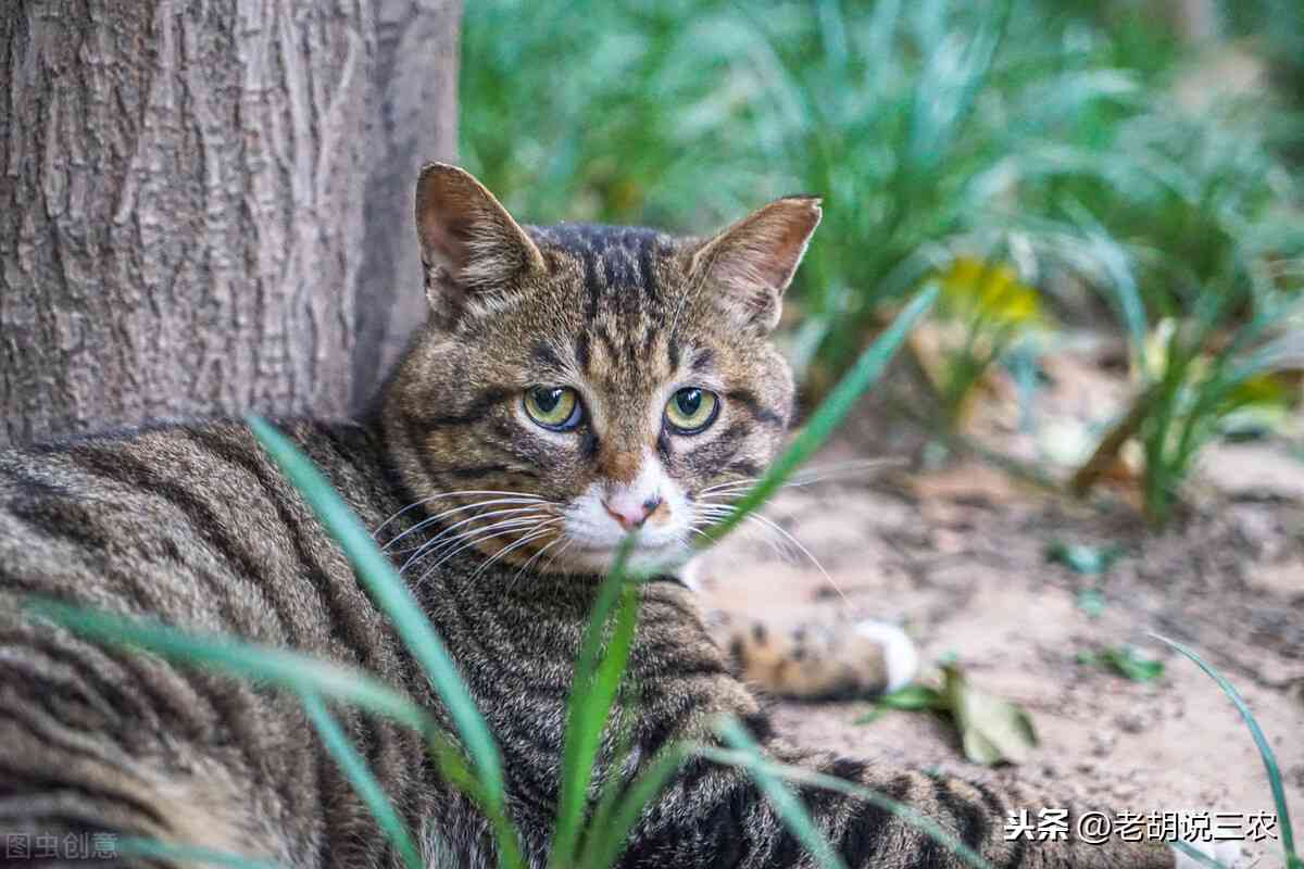 详尽解析：小狸猫的性、饲养要点与趣味知识大揭秘