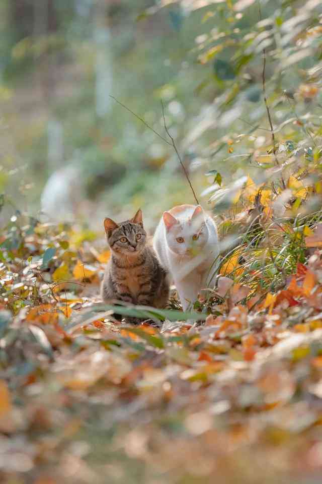 爱的映像：一组可爱的花猫狸猫照片精选