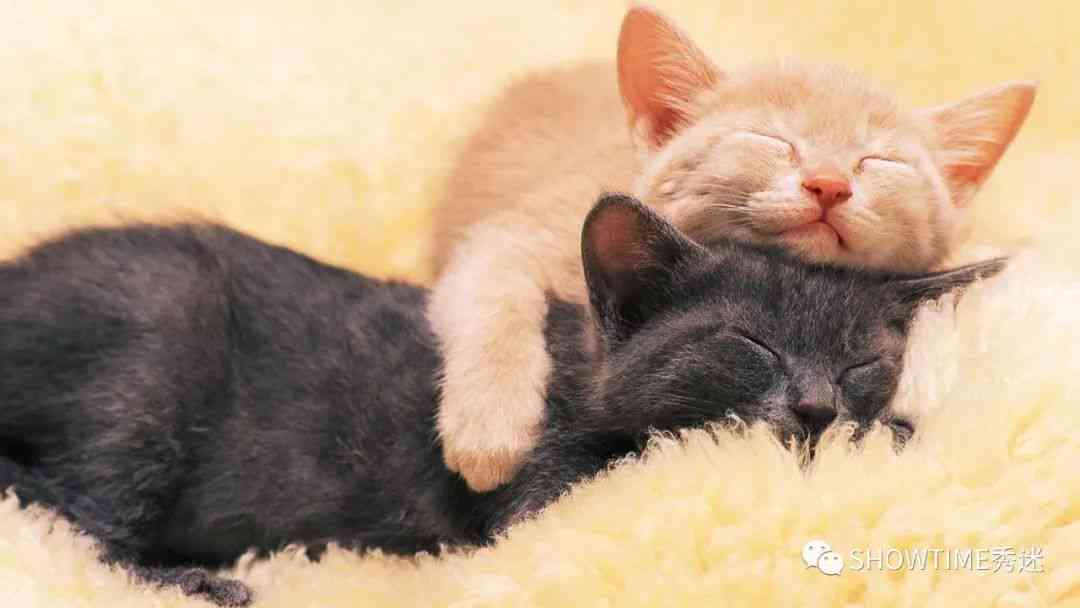 揭秘猫咪睡眠惯：全方位解析猫咪的睡眠模式与行为特点