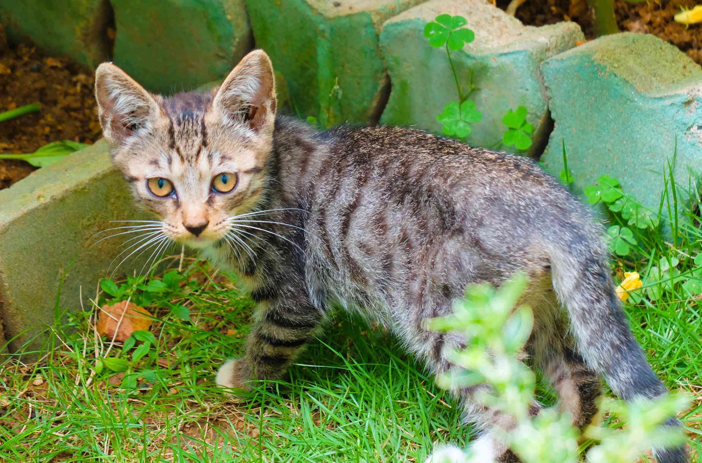 探究狸猫家族：小狸猫究竟是什么类型的花猫？