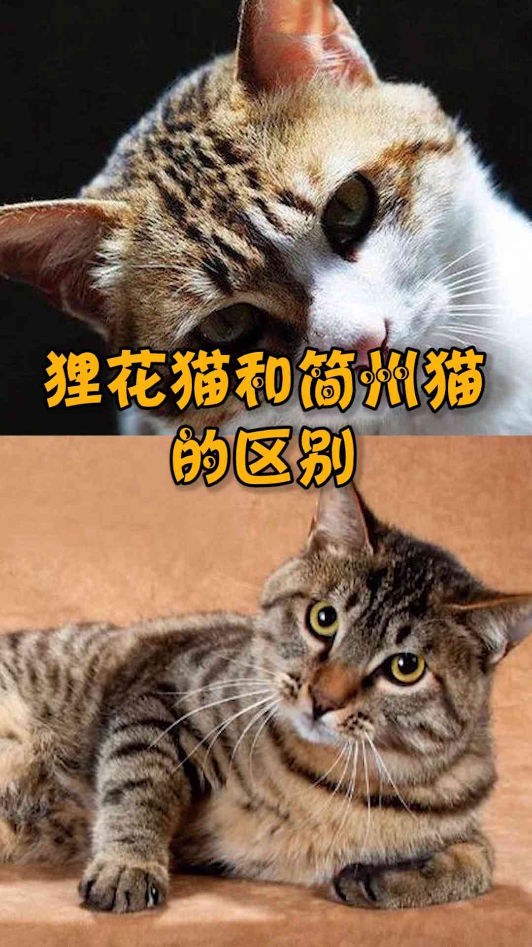 探究狸猫家族：小狸猫究竟是什么类型的花猫？