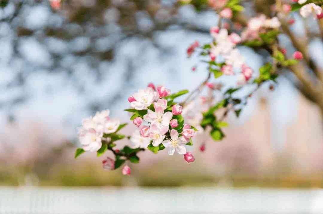 一份唯美桃花文案：精选短句，干净治愈的句子集