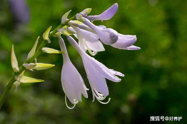 玉簪首饰之美：簪花诗词精选集锦，文库中的花的诗篇合集