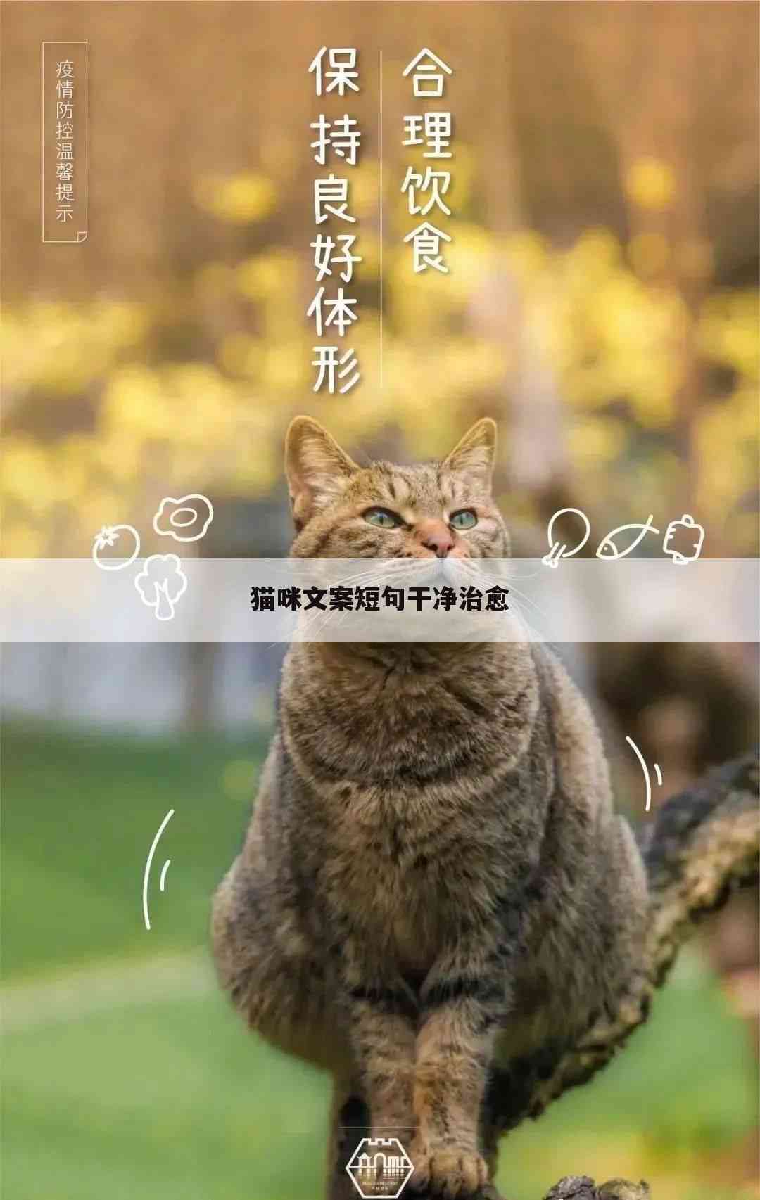 可爱猫咪文案简短：句子     与精选标题汇总