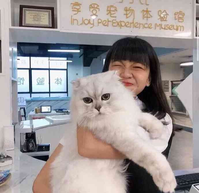 可爱猫咪文案ai