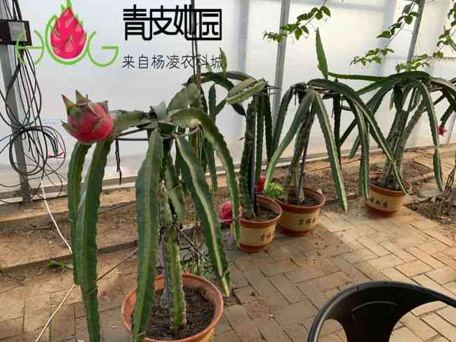 探索火龙果的奥秘：从种植技巧到营养价值的多角度作文题目汇编