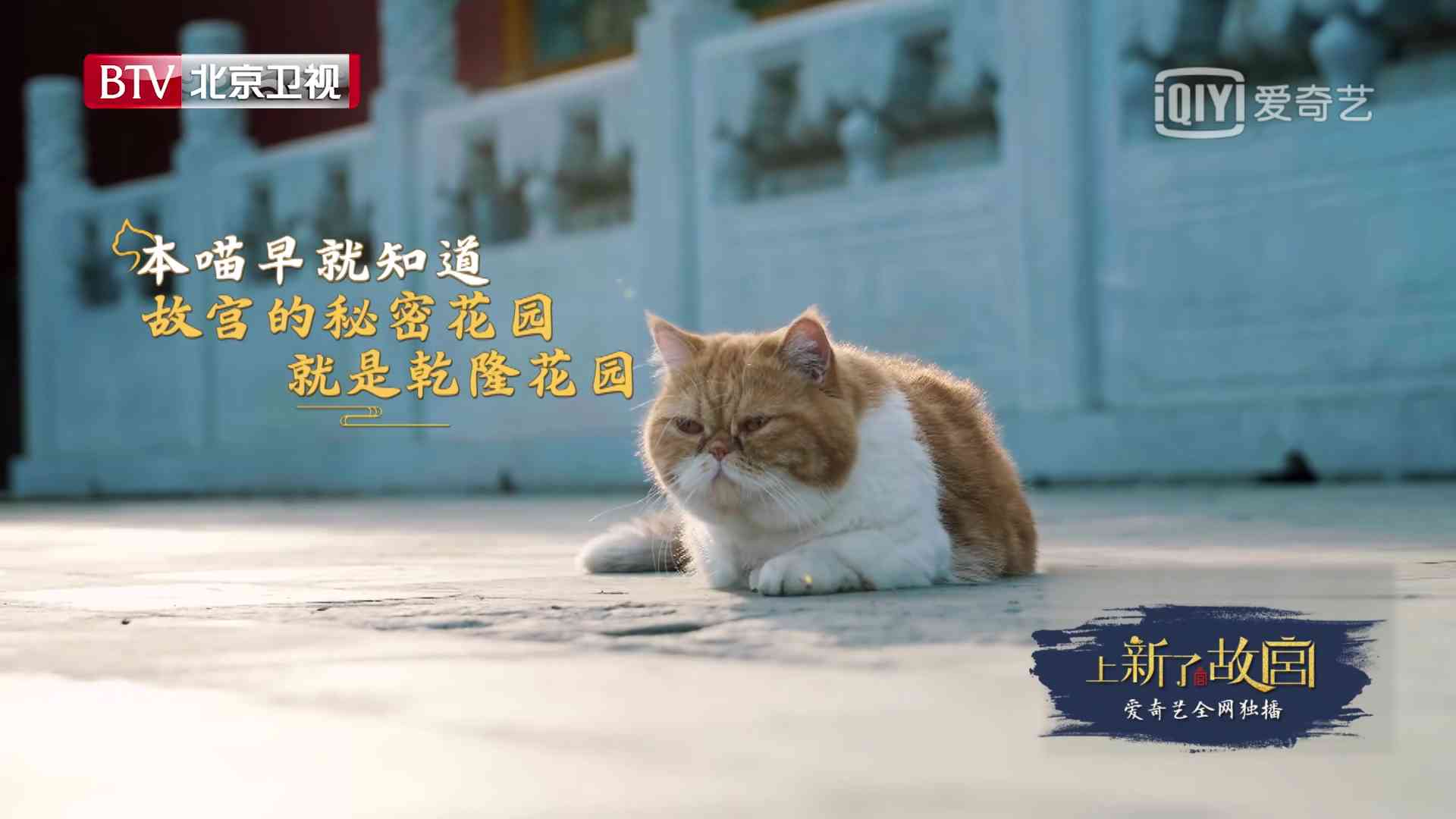 全面解析：猫咪AI创作助手——涵猫类内容创作、互动与智能推荐全方位指南