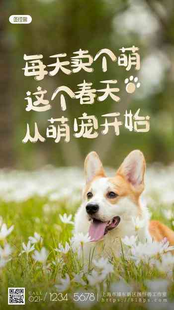 全方位狗狗文案汇编：涵养犬必备句子与实用技巧解析