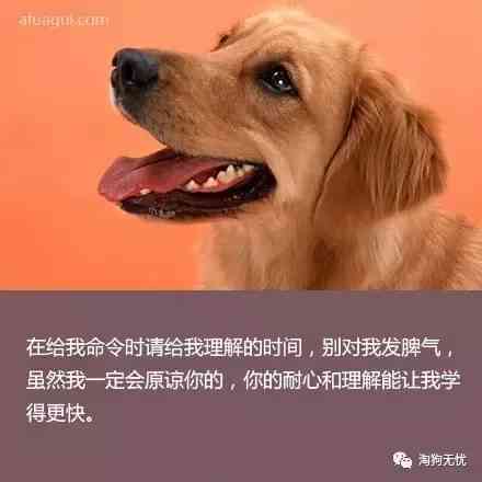 全方位狗狗文案汇编：涵养犬必备句子与实用技巧解析