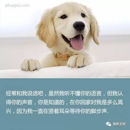 全方位狗狗文案汇编：涵养犬必备句子与实用技巧解析