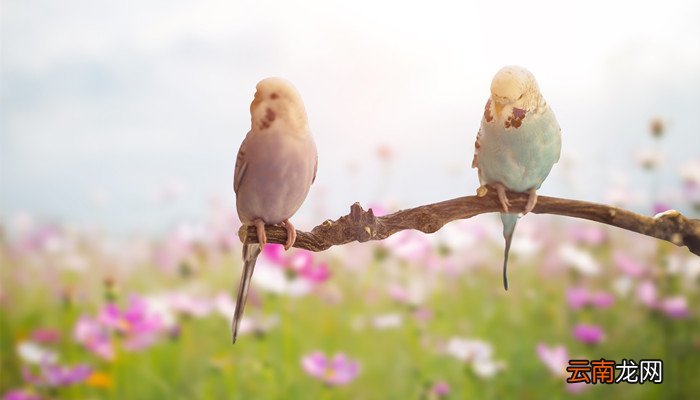 《晨曦中的百灵鸟：唤醒心灵的旋律》