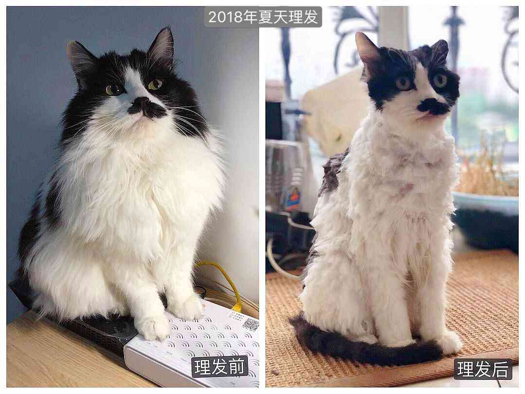 猫办公兼职平台真实性及常见问题解析：兼职安全性与可靠性全面评估