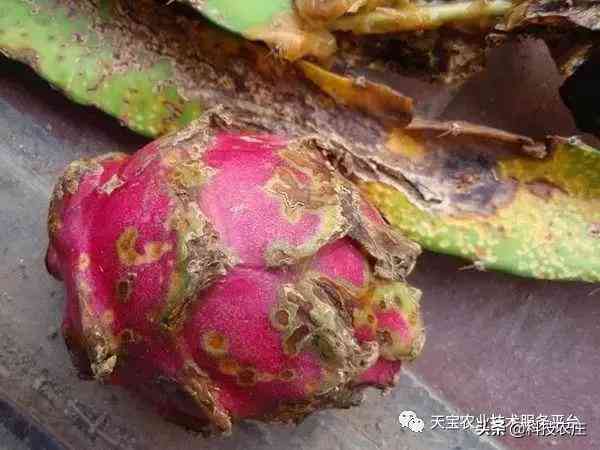 '火龙果种植与管理指南：从种植技巧到病虫害防治全解析'