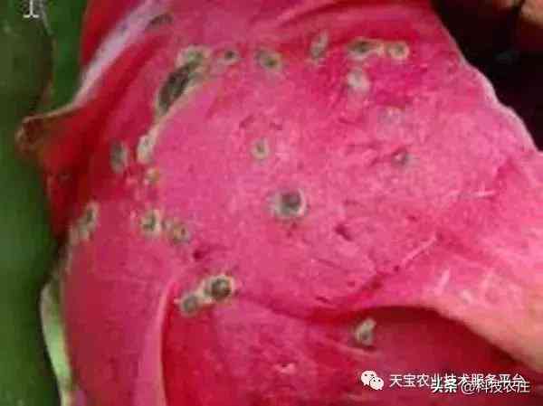 '火龙果种植与管理指南：从种植技巧到病虫害防治全解析'