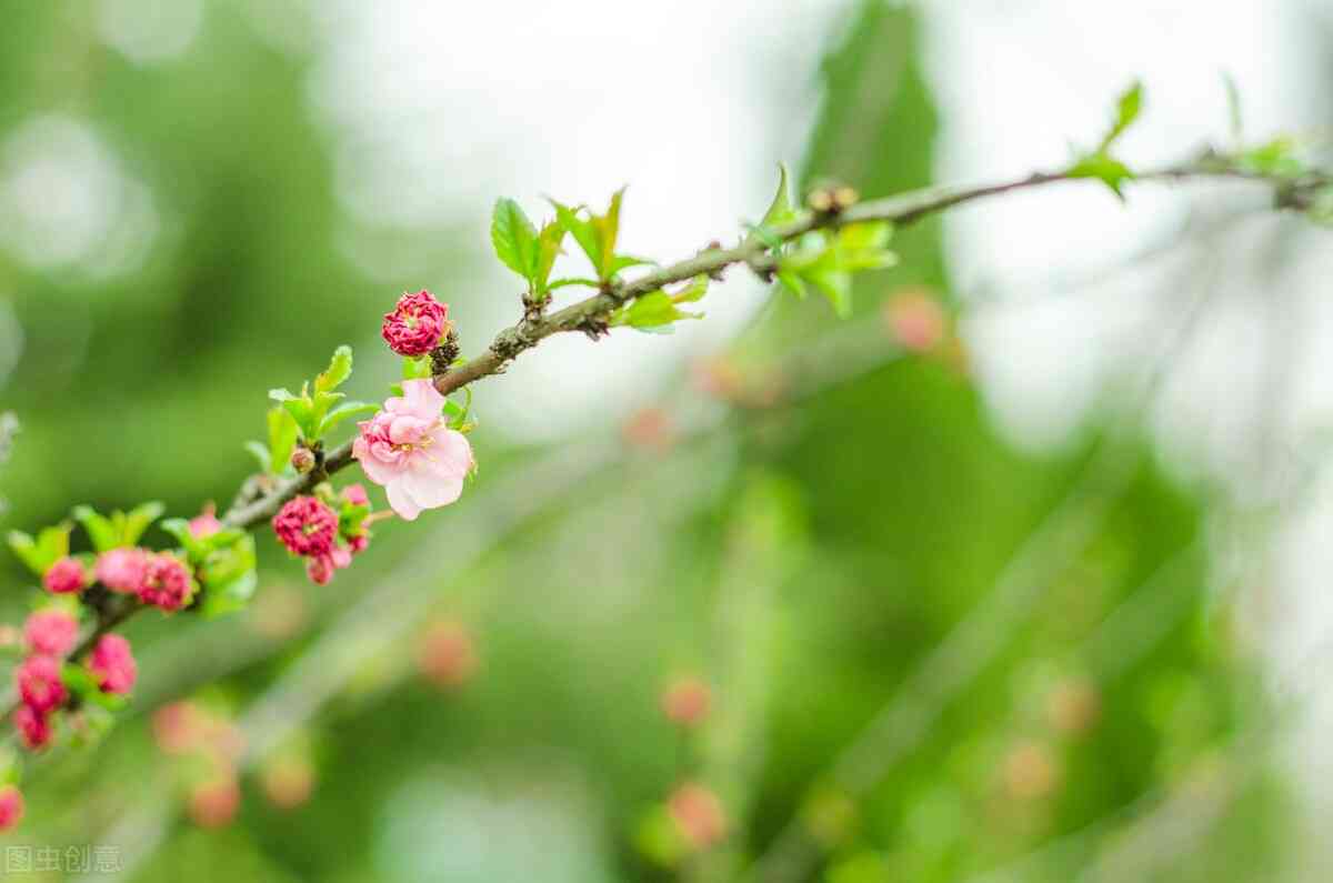 踏春文案短句干净朋友圈：如何撰写与发布关于踏春的简洁文案