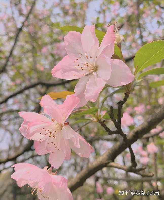 踏春文案短句干净朋友圈：如何撰写与发布关于踏春的简洁文案