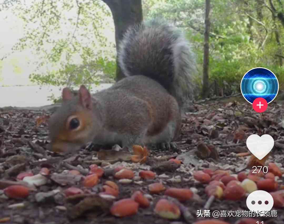 松鼠ai破产文案怎么写