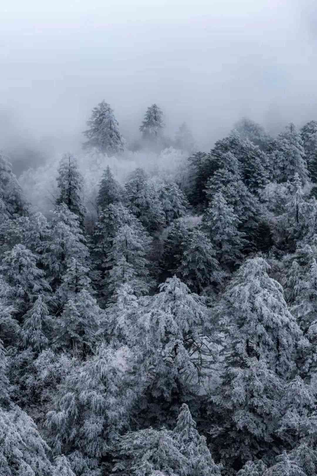 冬日雪韵高清手机壁纸，雪景沉浸式体验