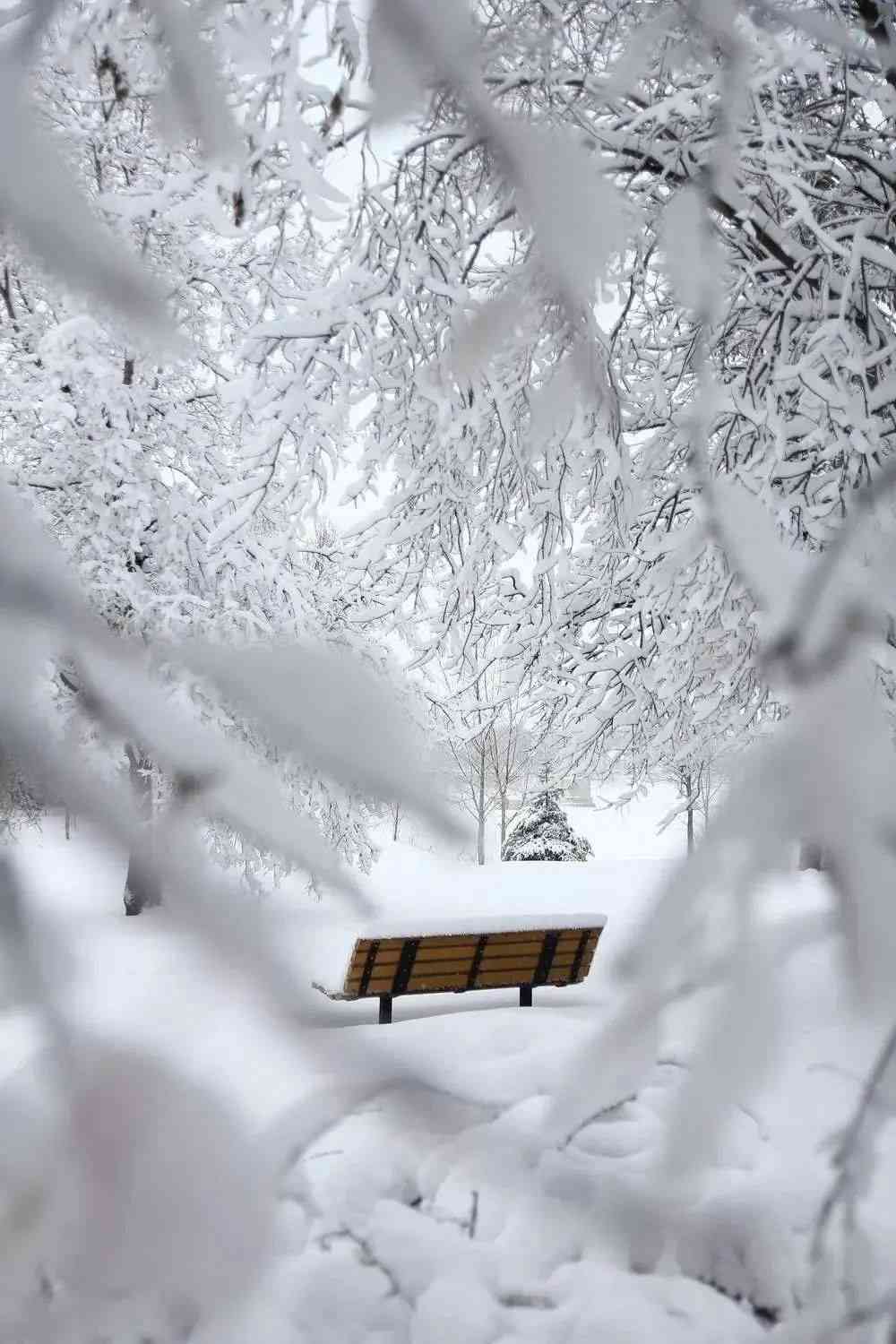 冬日雪韵高清手机壁纸，雪景沉浸式体验