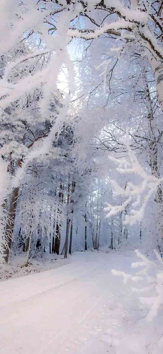 冬日雪韵高清手机壁纸，雪景沉浸式体验