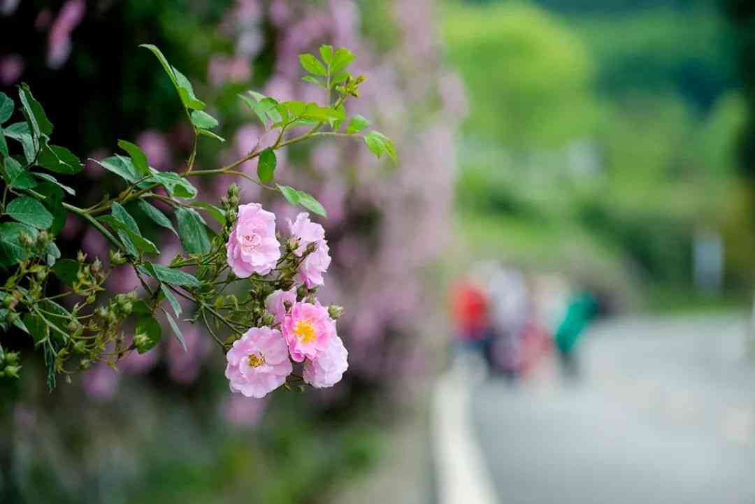 探索蔷薇花语的浪漫诗篇：揭秘花海中的深情寄语